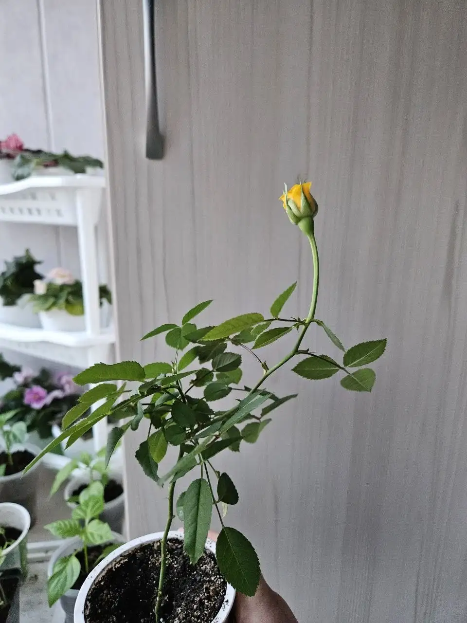 Продажа комнатных растений - Комнатные растения (Хобби и отдых) в Владивосток