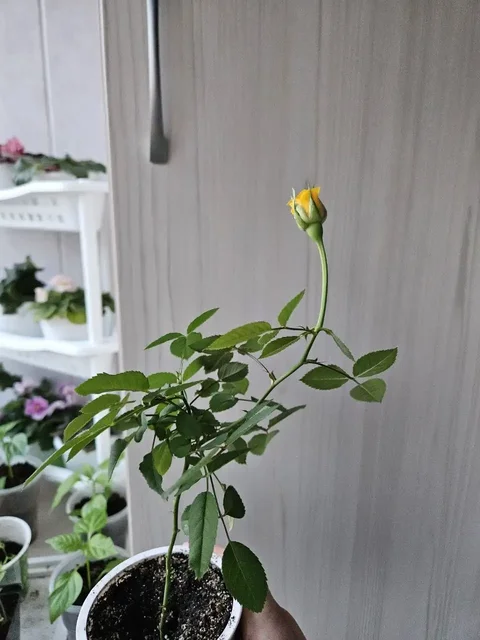 Продажа комнатных растений - Выпечка в Владивосток