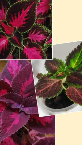 Продам колеусы - Растения в Уссурийск