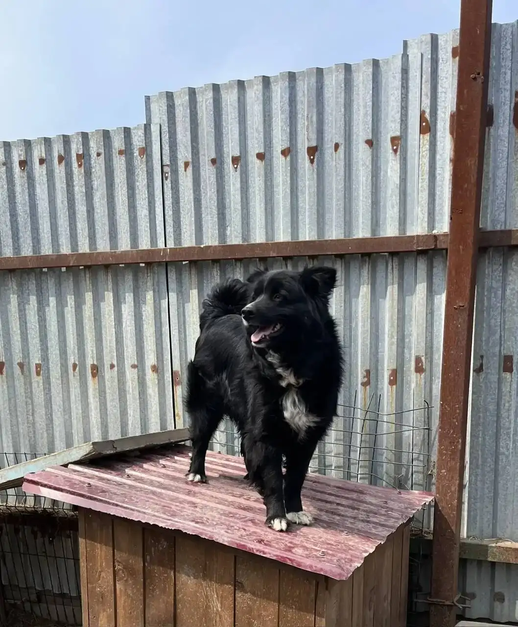 Умная и общительная собака Жуля ищет дом - Собаки (Животные) в Фокино