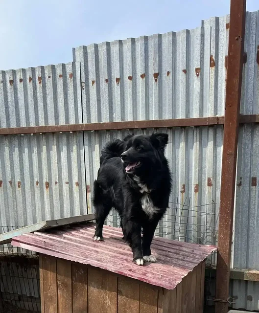 Умная и общительная собака Жуля ищет дом - частное объявление в Фокино