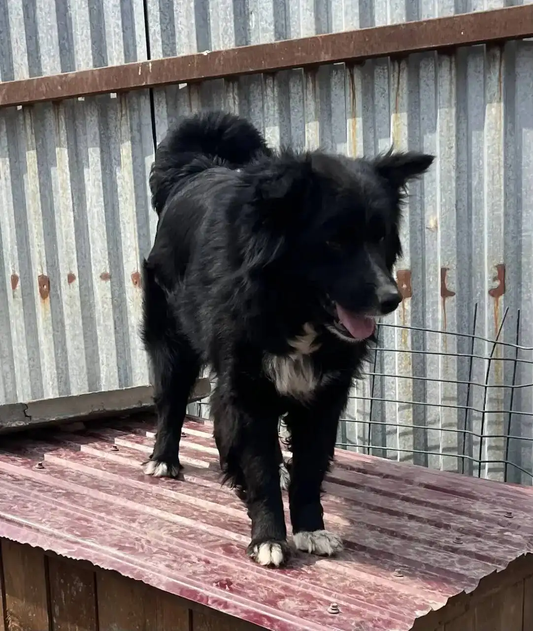 Умная и общительная собака Жуля ищет дом - Собаки (Животные) в Фокино