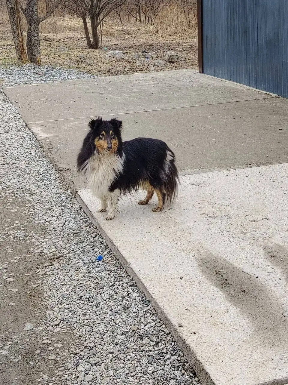 Найдена собака в Надеждинском районе - Собаки (Животные) в Владивосток