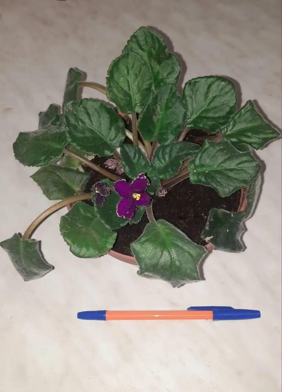 ФИАЛКА большой здоровый кустик с бутонами - Растения (Хобби и отдых) в Владивосток