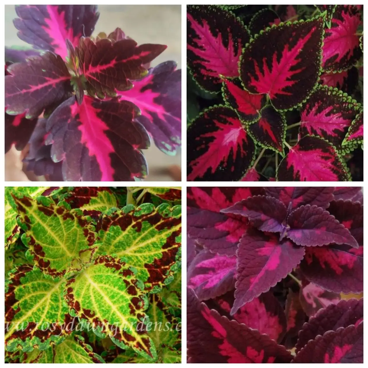 Продам укоренённые черенки колеусов - Растения (Хобби и отдых) в Уссурийск