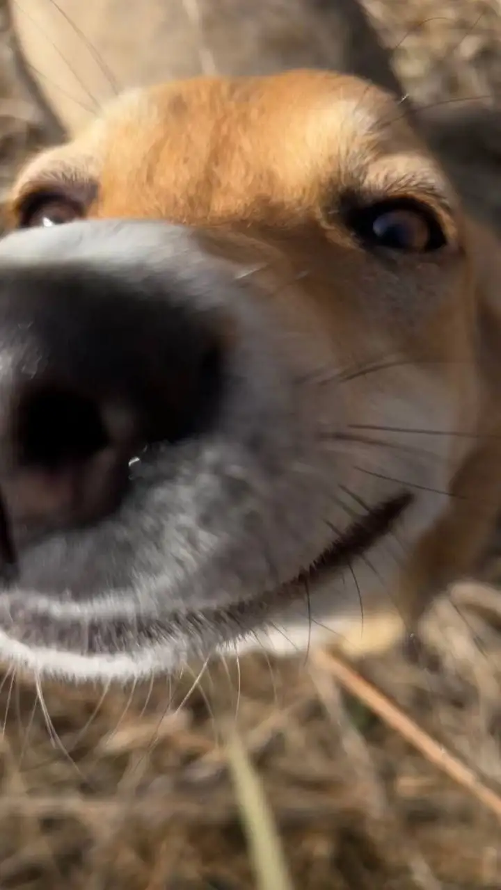 Волонтёрство и помощь собакам в приюте - Волонтёрство/Помощь (Животные) в Владивосток
