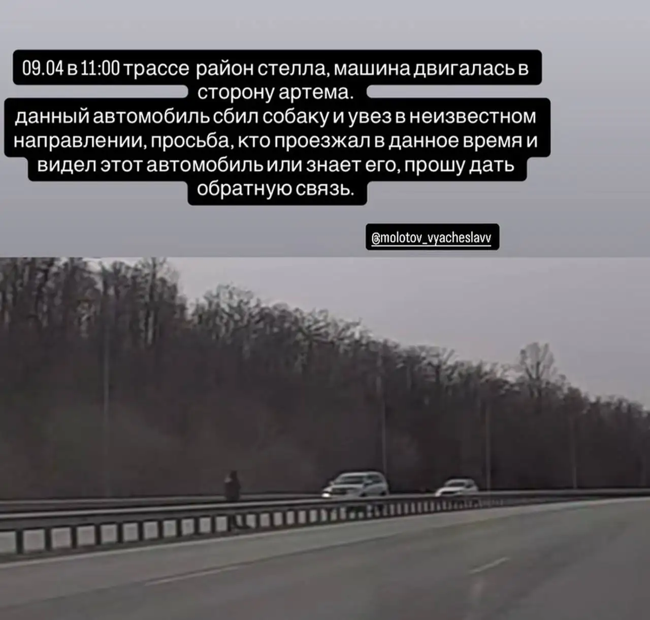 Сбита собака Стелла в районе Артема - Животные в Владивосток