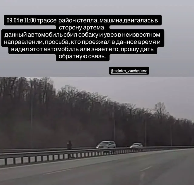 Сбита собака Стелла в районе Артема - Волонтёрство/Помощь в Владивосток