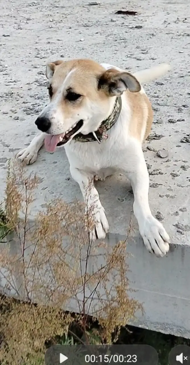 Собака Мирочка ищет дом в Б. Камне - Собаки (Животные) в Большой Камень