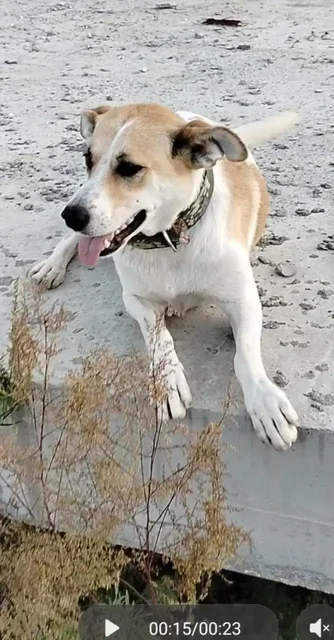 Собака Мирочка ищет дом в Б. Камне - Собаки в Большой Камень