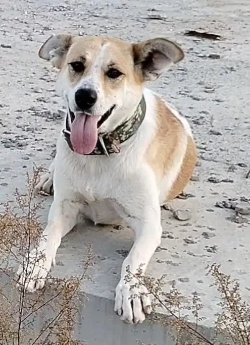 Собака Мирочка ищет дом в Б. Камне - Собаки (Животные) в Большой Камень