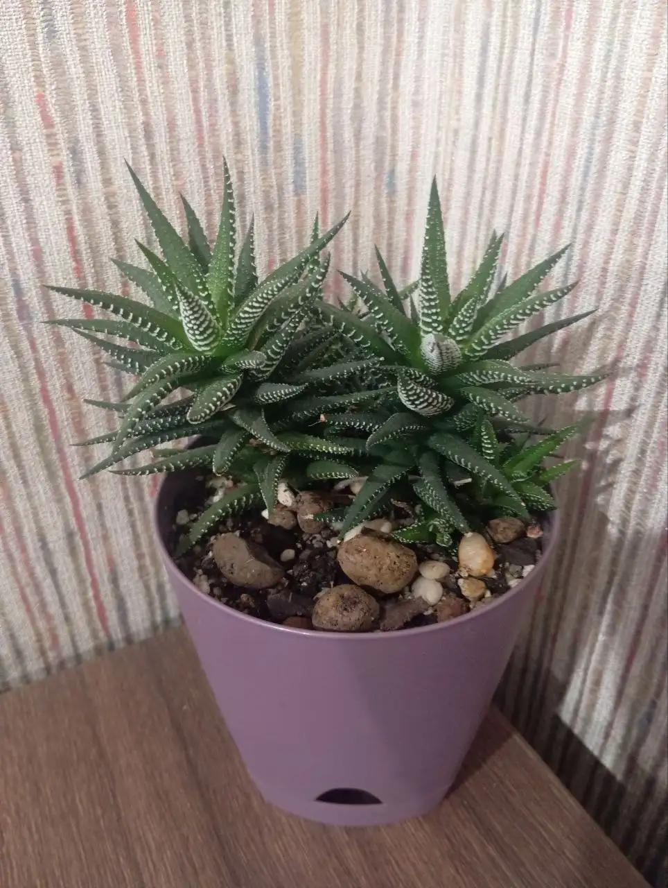 Хавортия полосатая с горшком - Растения (Хобби и отдых) в Владивосток