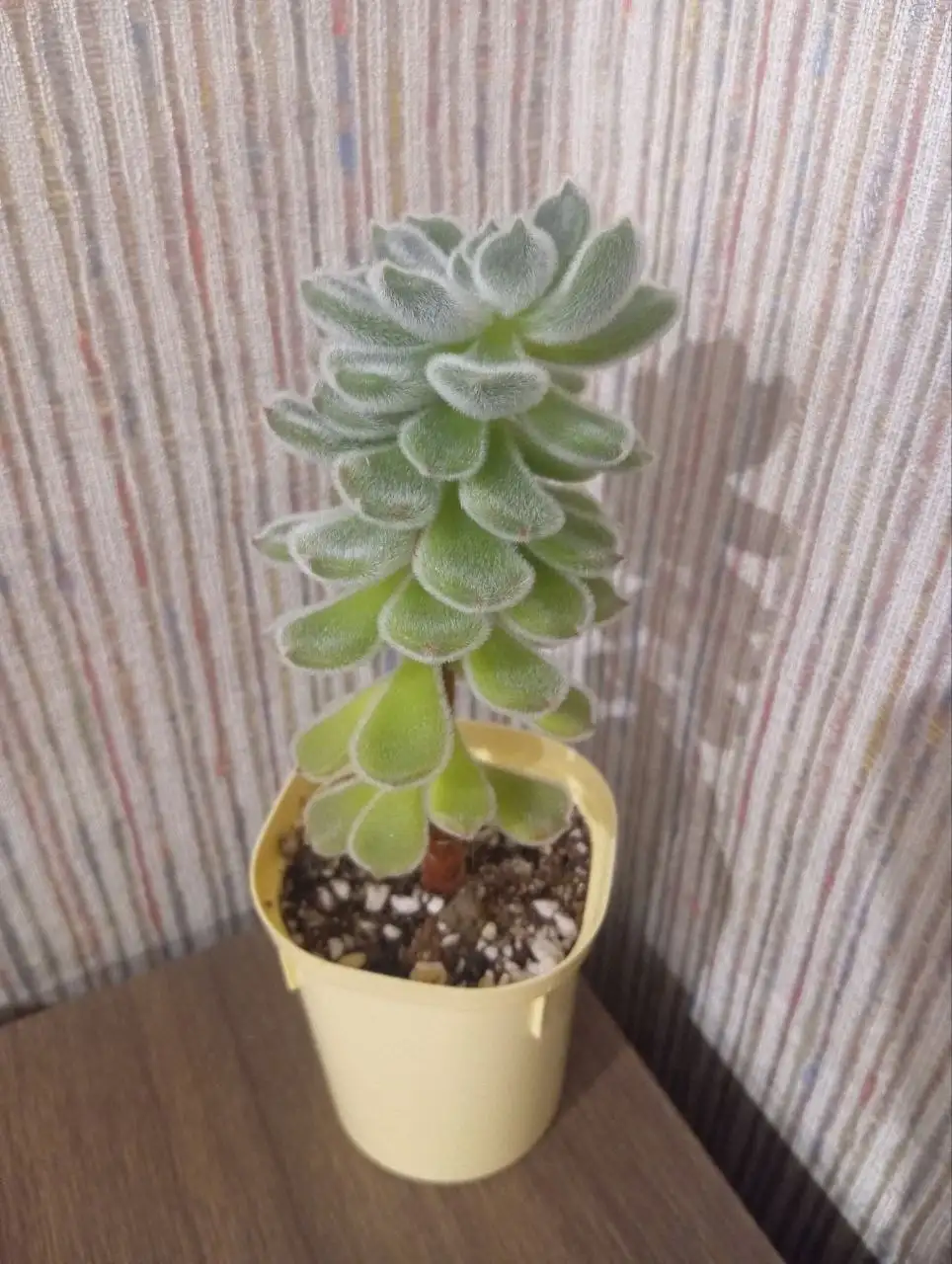 Эхеверия подушковидная - Растения (Хобби и отдых) в Владивосток