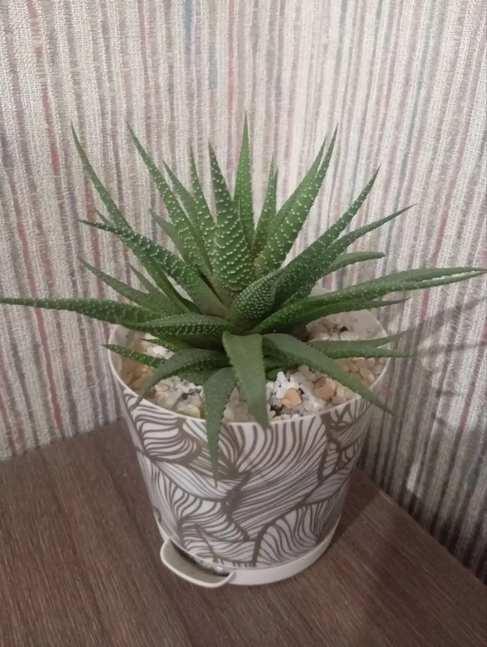 Хавартиопсис полосатый с горшком - Растения (Хобби и отдых) в Владивосток