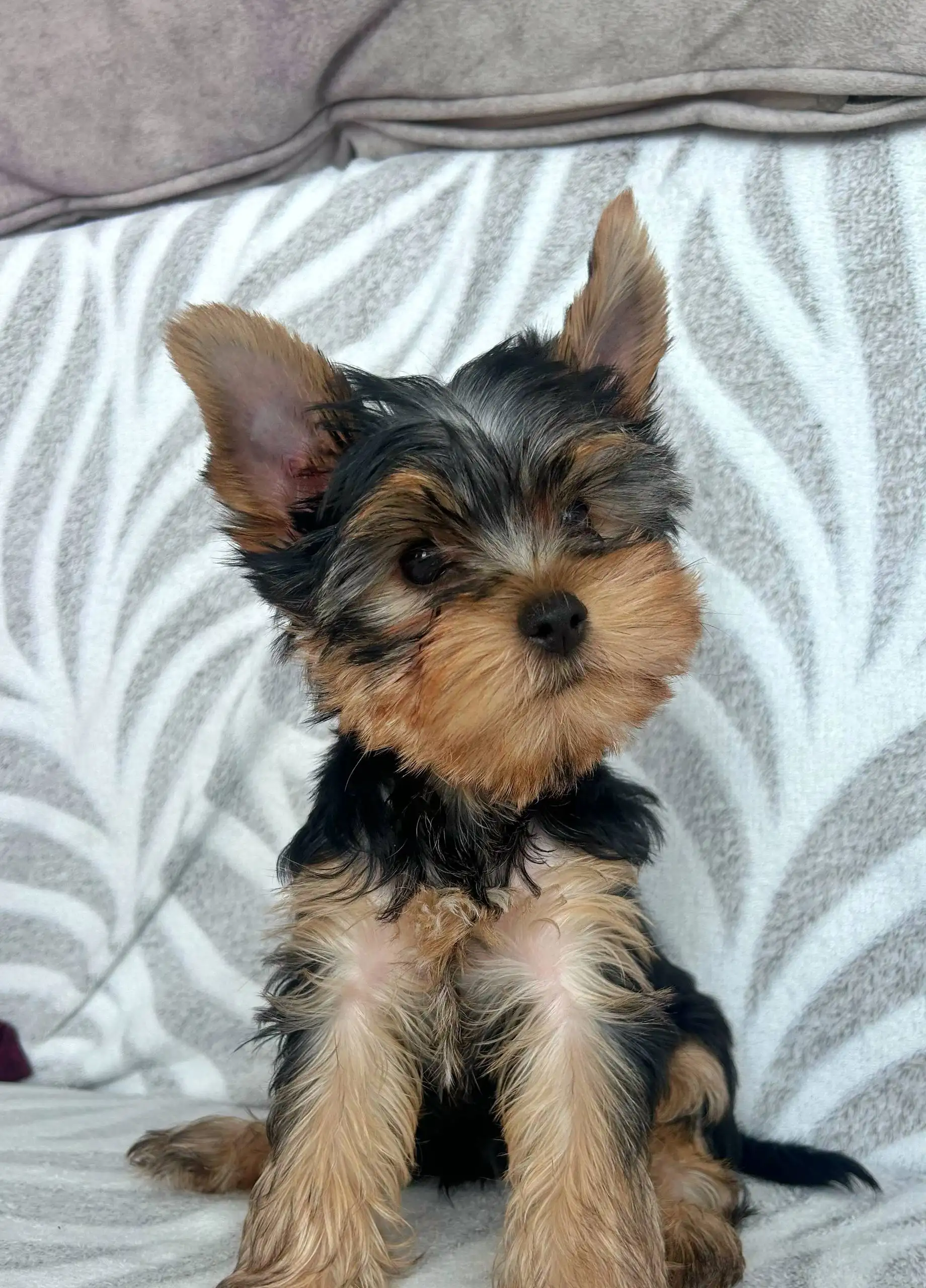 Йоркширский терьер с документами РКФ - Собаки (Животные) в Владивосток