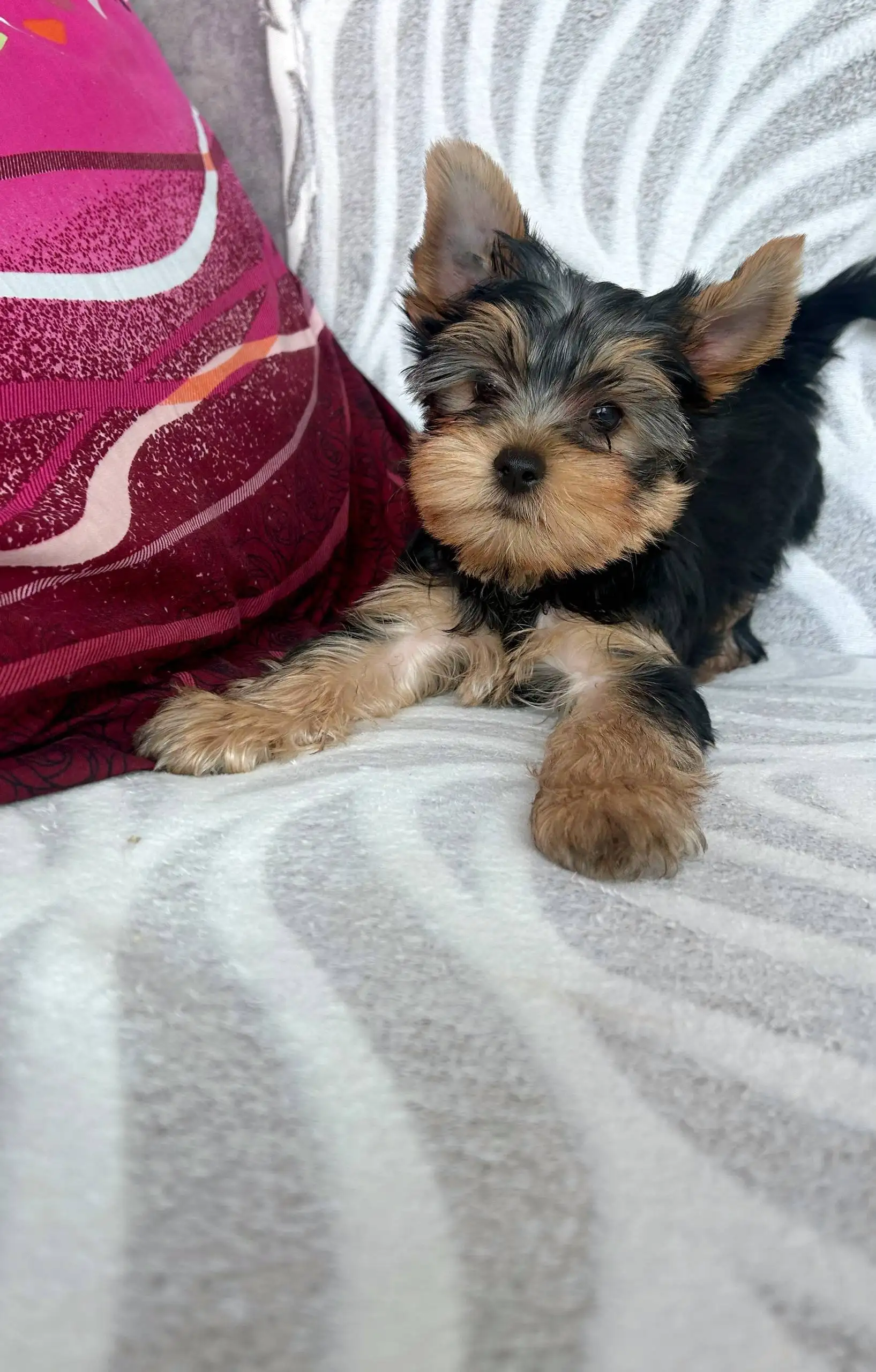 Йоркширский терьер с документами РКФ - Собаки (Животные) в Владивосток