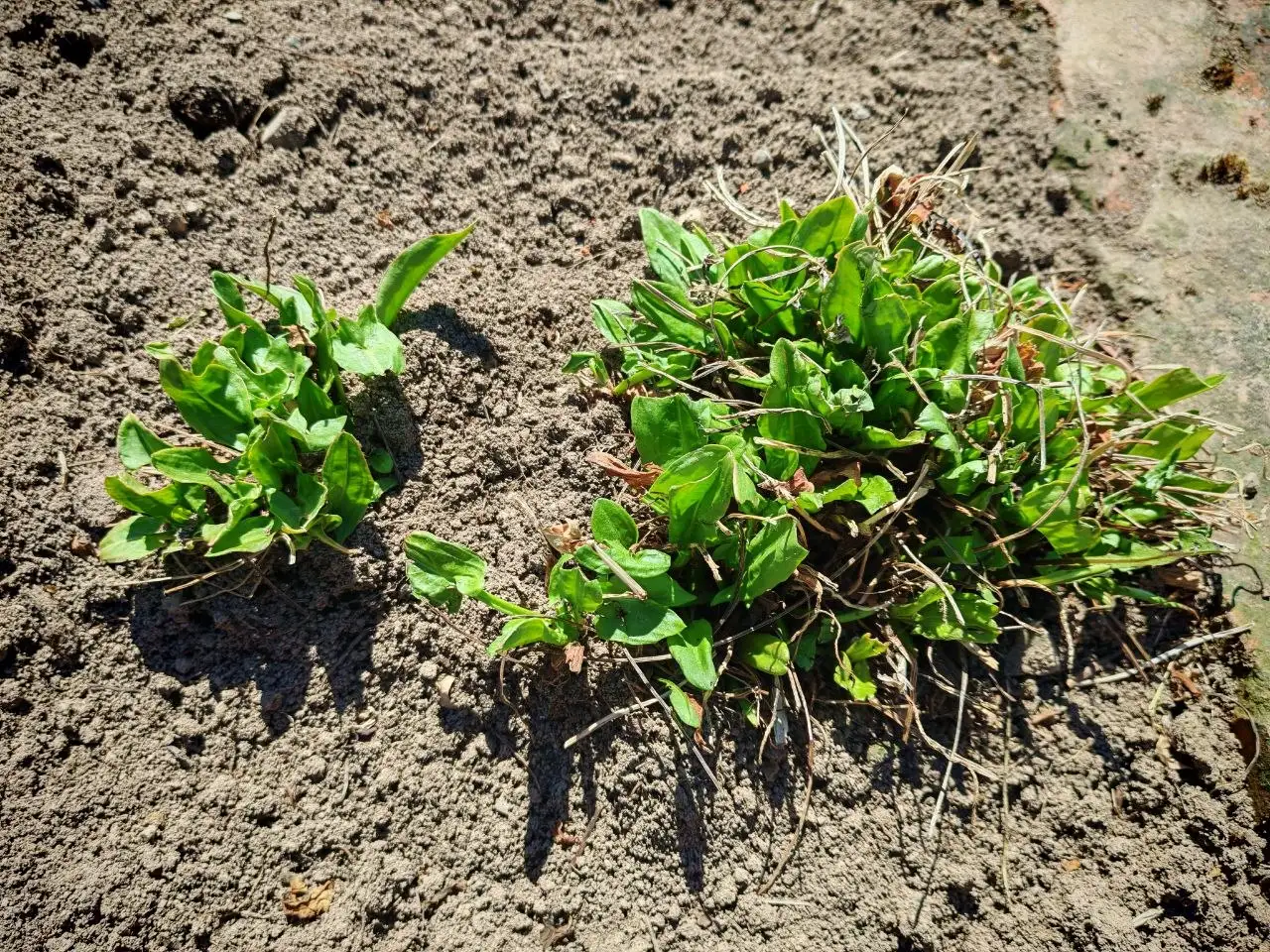 Продажа щавеля большой кочки - Продукты питания (Барахолка) в Владивосток