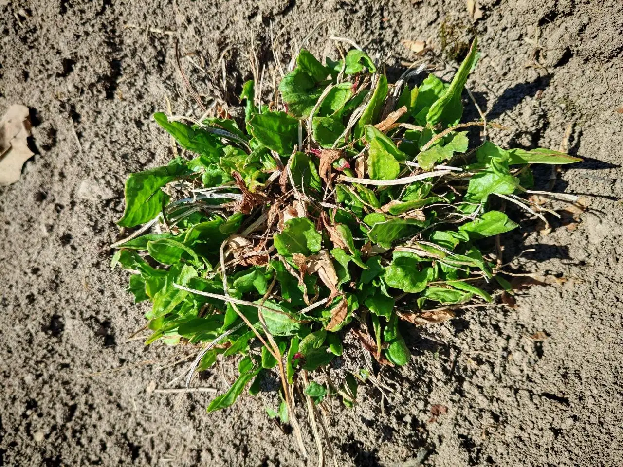 Продажа щавеля большой кочки - Продукты питания (Барахолка) в Владивосток