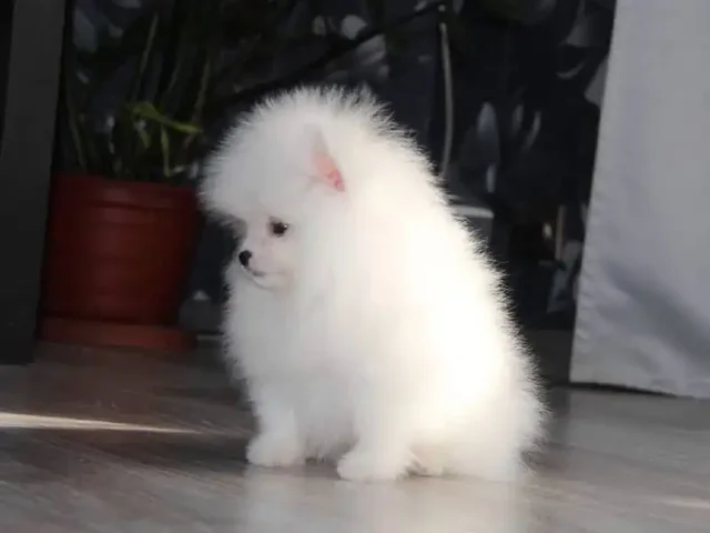 Продаются щенки шпица мальчик и девочка - Крупный рогатый скот в Владивосток