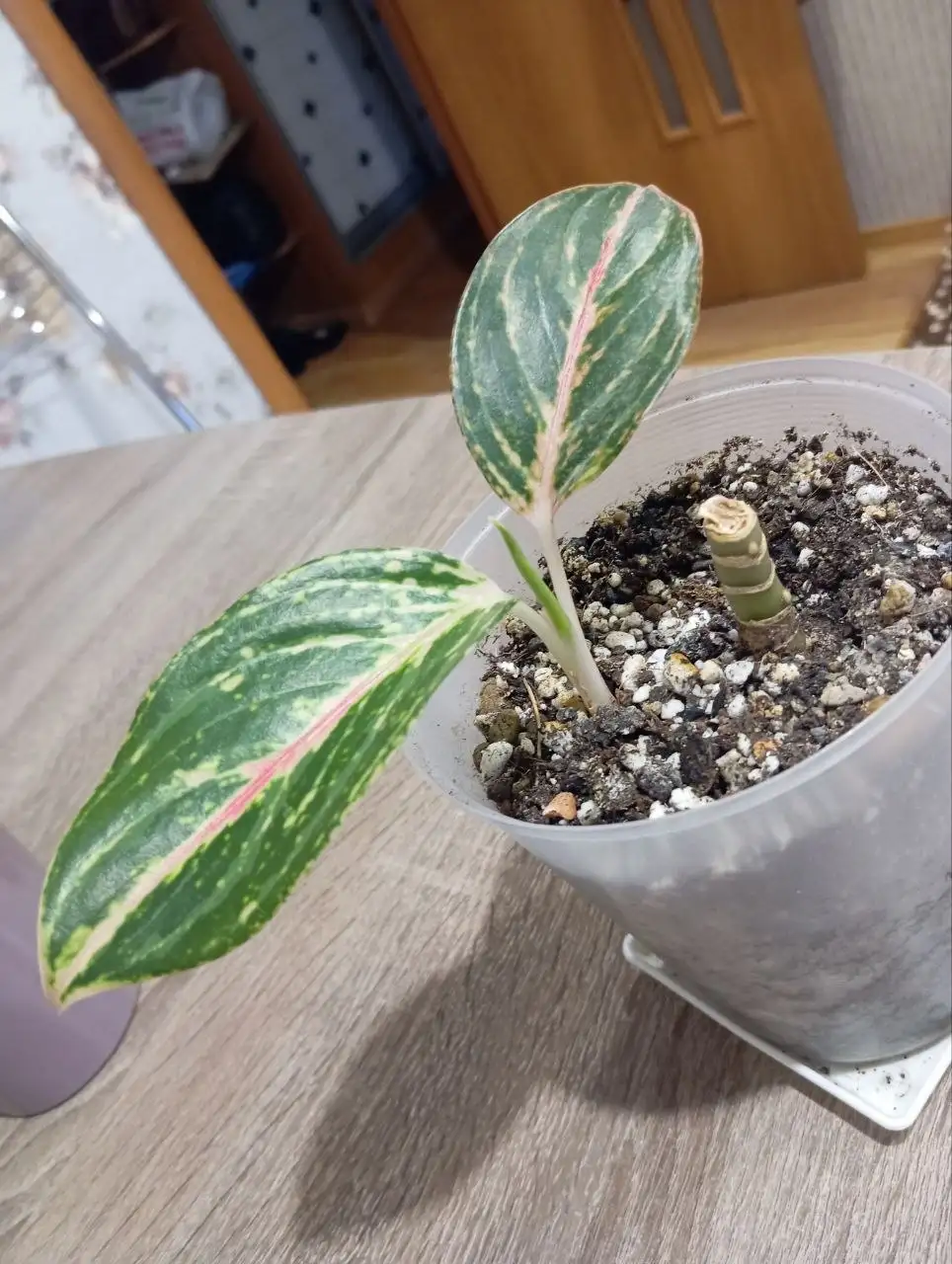 Аглаонема детка - null (Для дома и дачи) в Владивосток