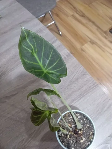 Алоказия венти - Мебель и интерьер в Владивосток