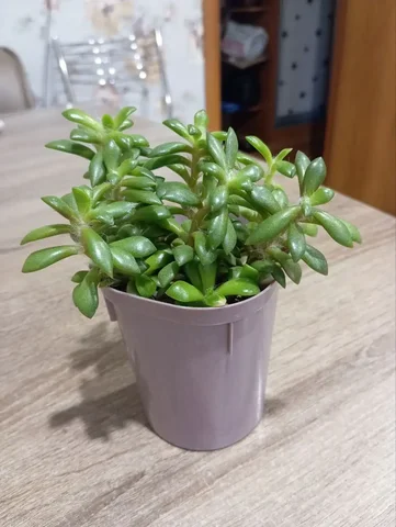 Суккулент в горшочке - Мебель и интерьер в Владивосток