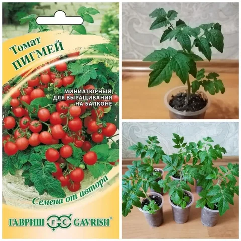 Рассада комнатных томатов Пигмей - Рассада и семена в Владивосток