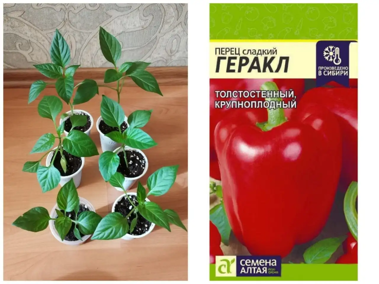 Рассада сладкого перца Геракл - Рассада и семена (Для дома и дачи) в Владивосток