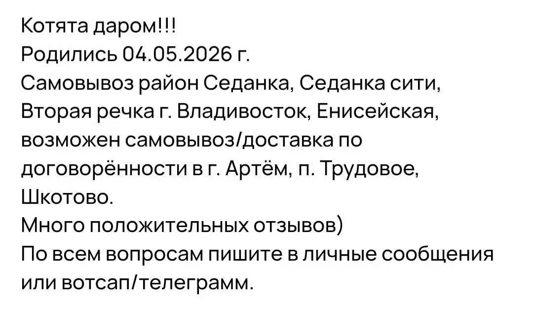 Котята в добрые руки - Кошки (Животные) в Владивосток