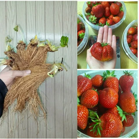 Продажа саженцев клубники фриго - частное объявление в Находка