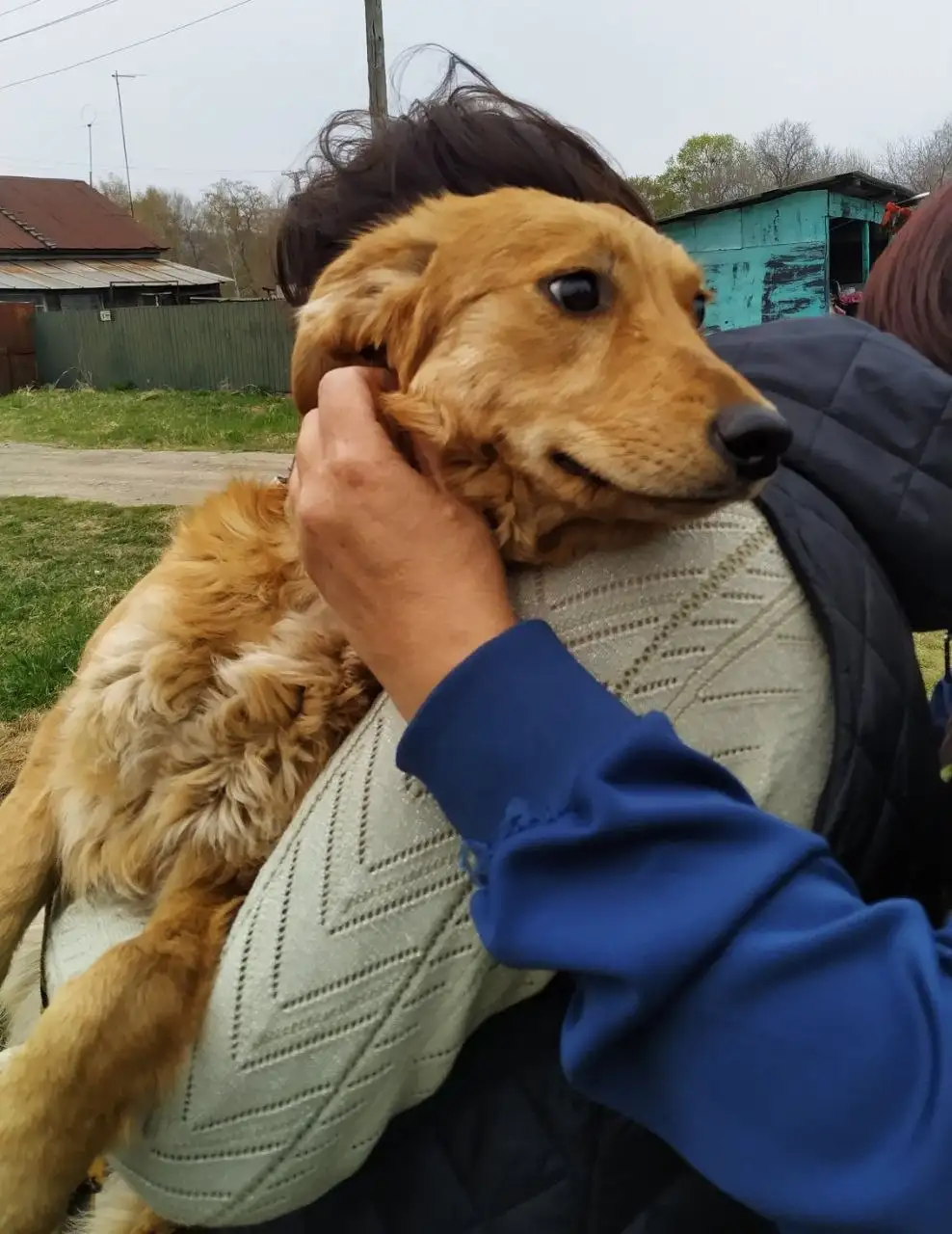 Собака Златка в дар - Собаки (Животные) в Большой Камень