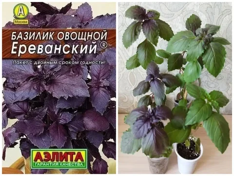 Рассада Базилика Ереванского - Лодки и моторы в Владивосток