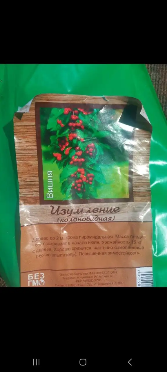 Саженцы вишни - Растения (Для дома и дачи) в Владивосток