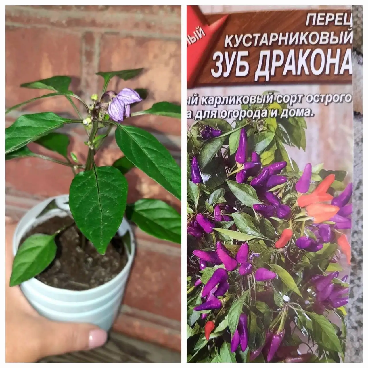 Перец кустарниковый Зуб Дракона - Растения (Для дома и дачи) в Владивосток