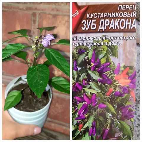 Перец кустарниковый Зуб Дракона - Товары для животных в Владивосток