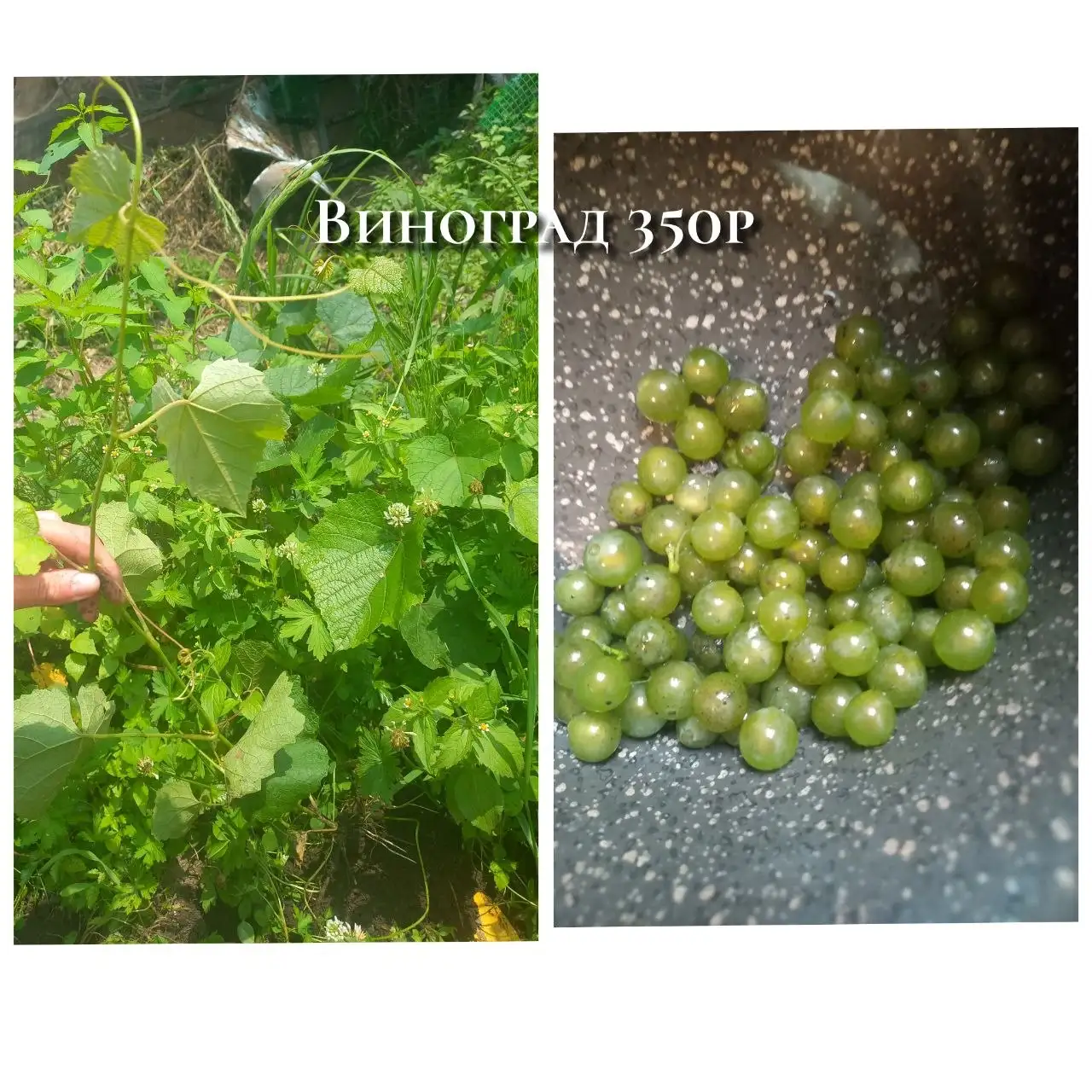 Продажа саженцев винограда - Садоводство (Хобби и отдых) в Владивосток