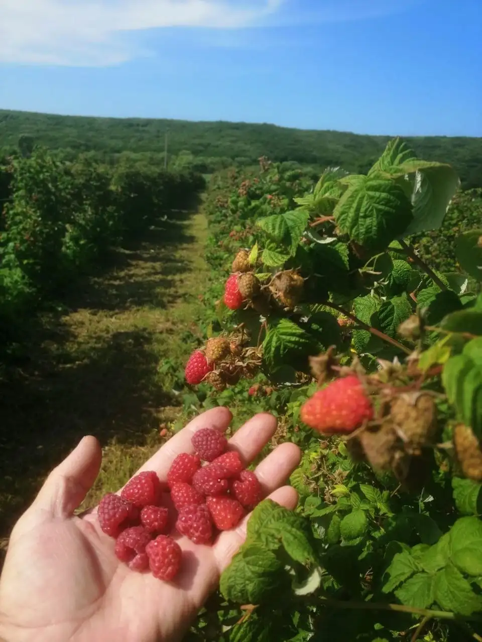 Красная малина - Продукты в Владивосток