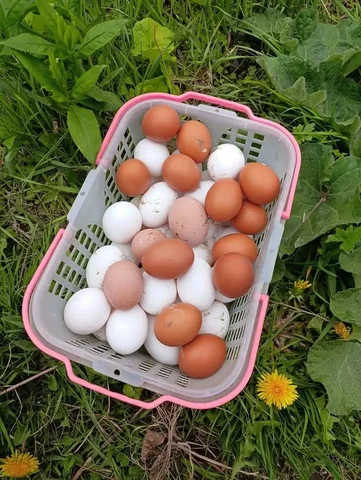 Яйцо от домашних куриц - частное объявление в Владивосток