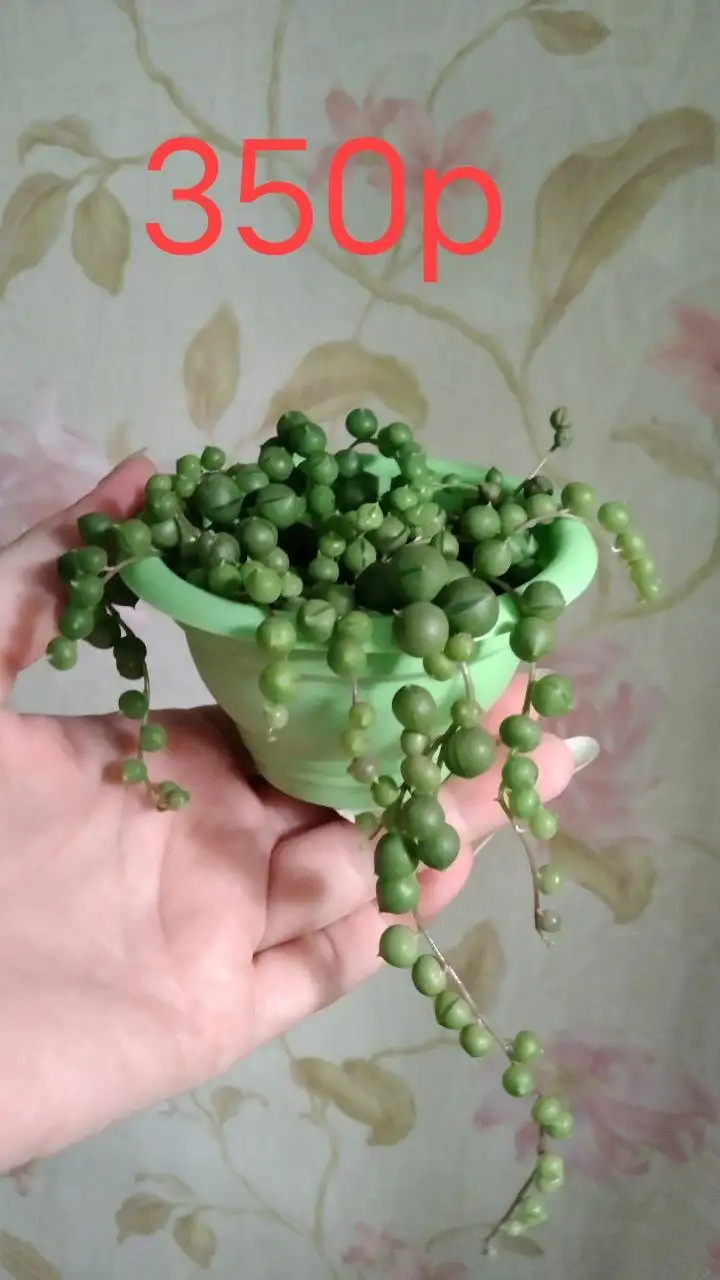 Комнатные растения на продажу - Растения (Для дома и дачи) в Владивосток