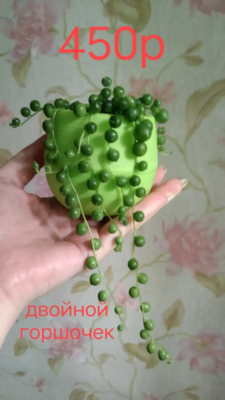 Комнатные растения на продажу - Растения (Для дома и дачи) в Владивосток