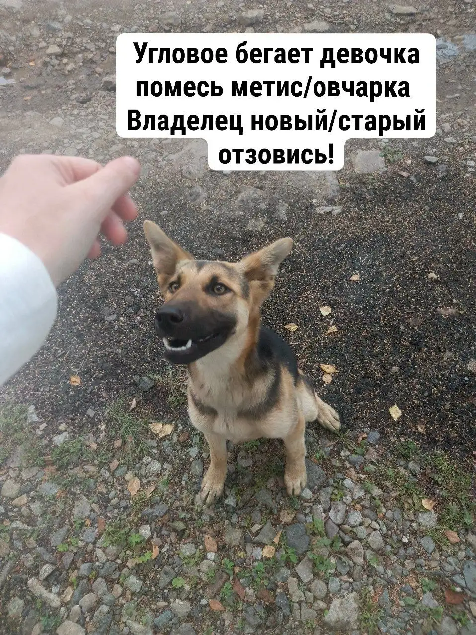 Продажа щенков чихуахуа - Собаки (Животные) в Владивосток
