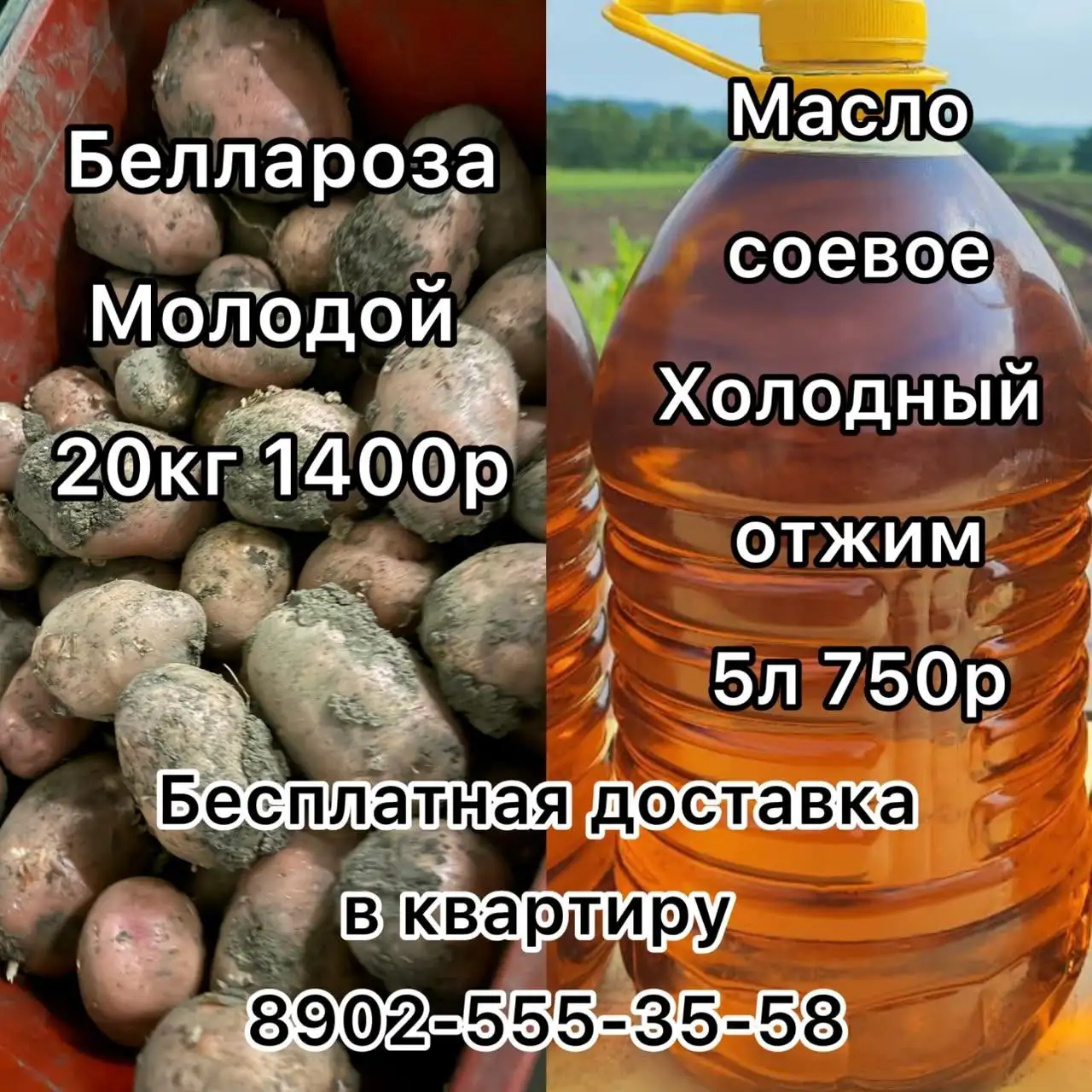Молодой картофель 'Беллароза' и домашнее соевое масло - Продукты питания в Владивосток