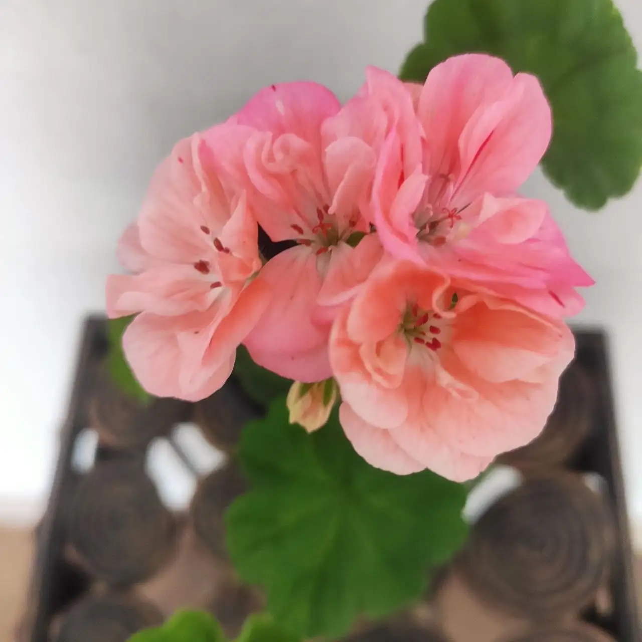 Продам пеларгонию оденсио Катэ - Pelargonium Odencio Cate (Растения) в Уссурийск