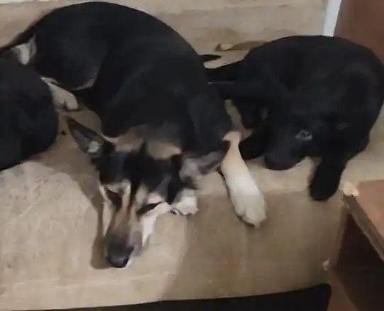 Помогите спасти щенков в Мытищах - Животные в Мытищи