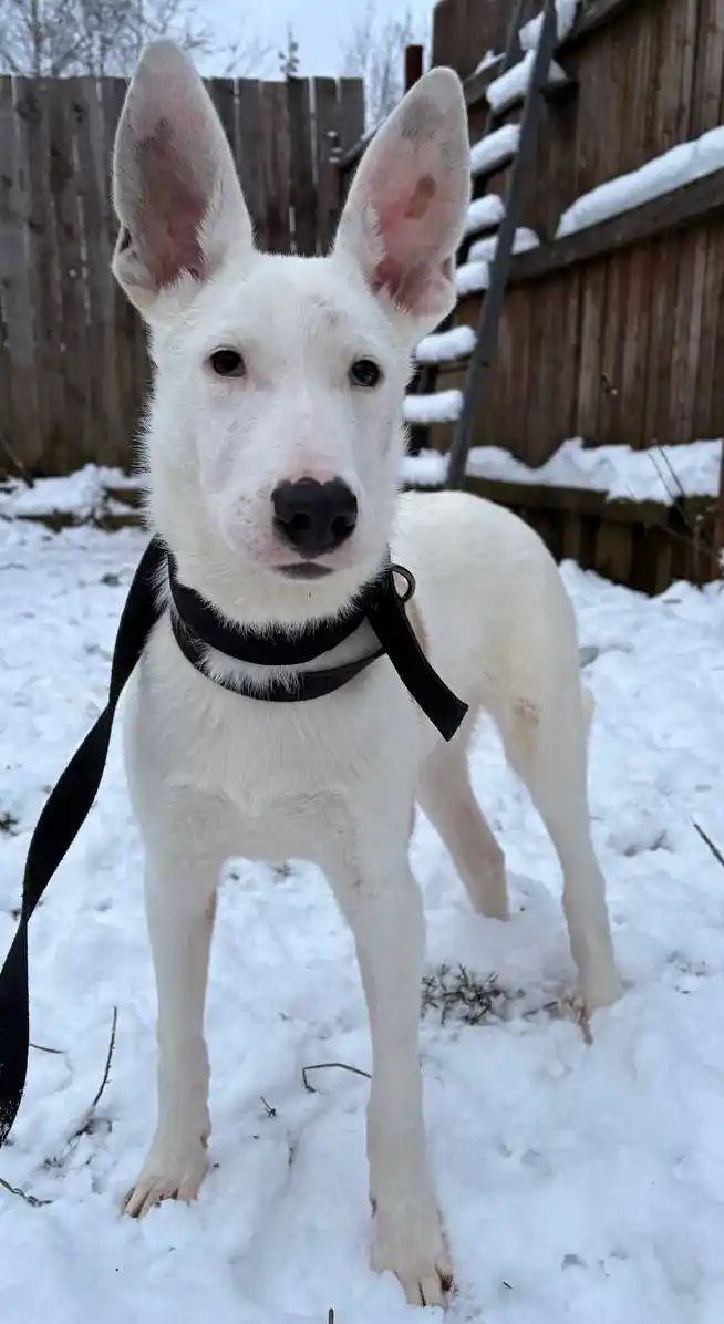 Добби ищет семью - Животные в Москва