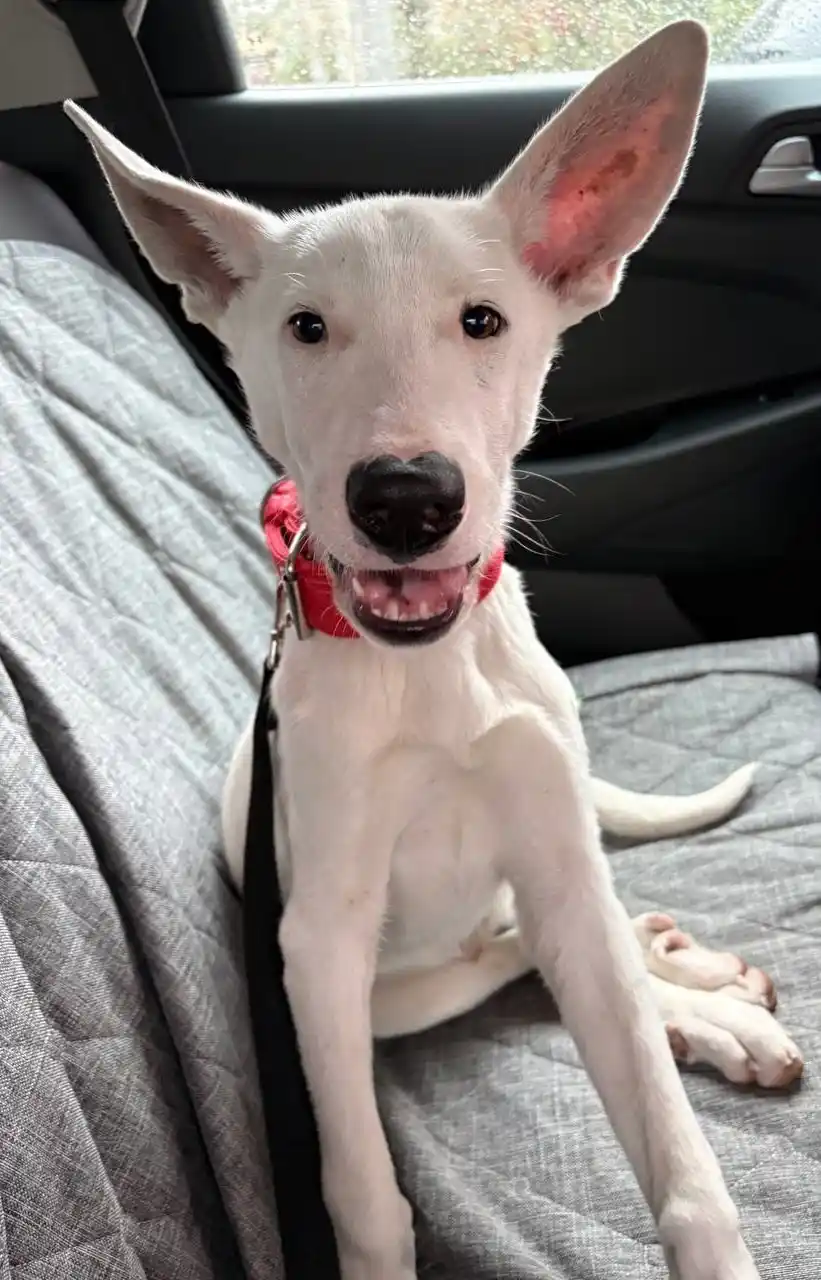 Добби ищет семью