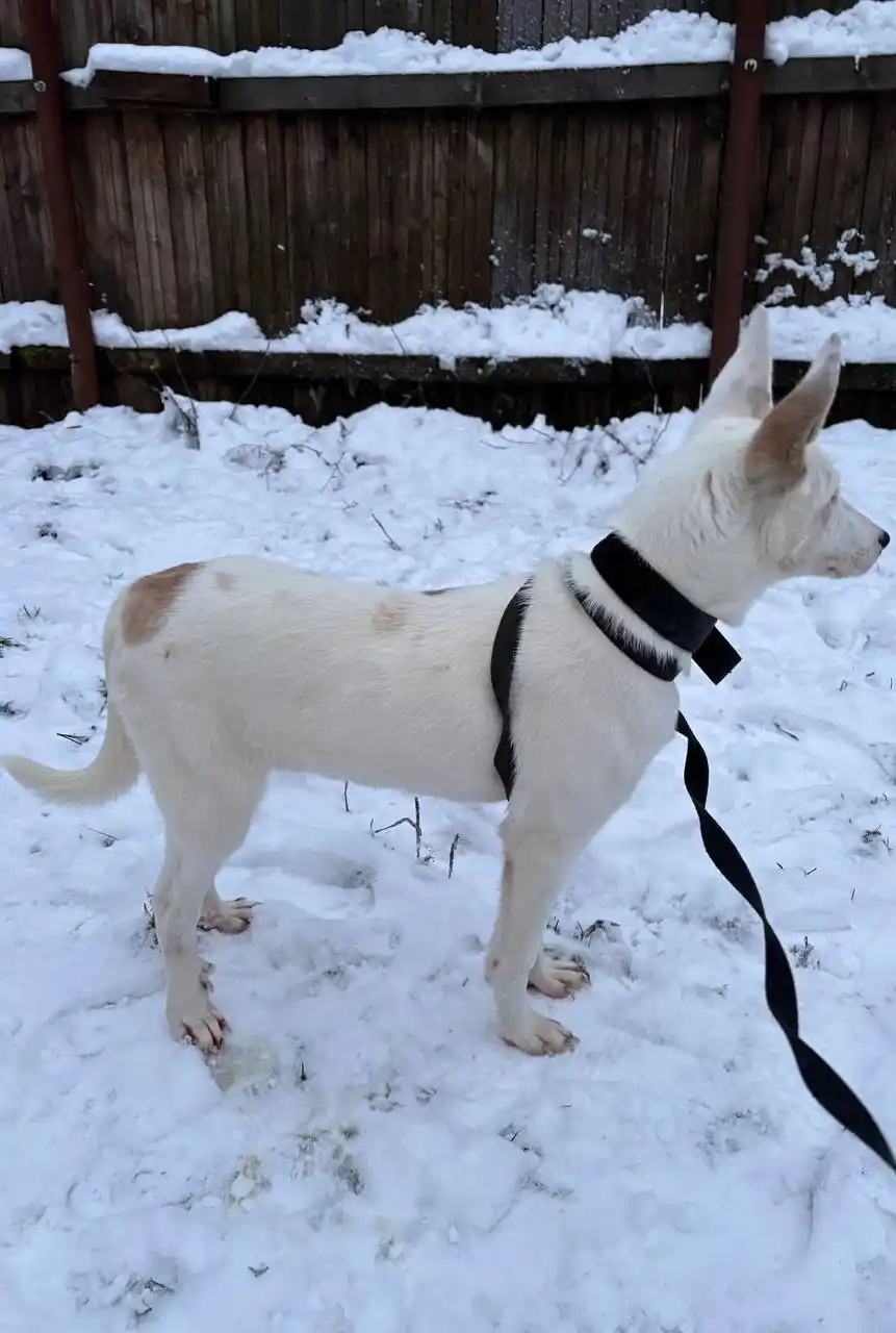 Добби ищет семью