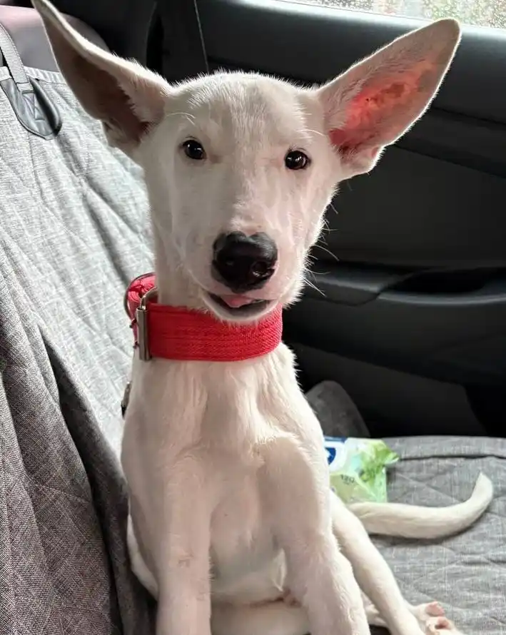 Добби ищет семью