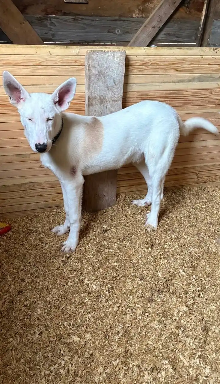 Добби ищет семью