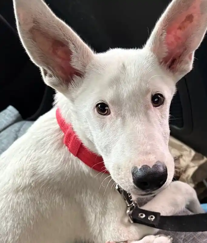 Добби ищет семью